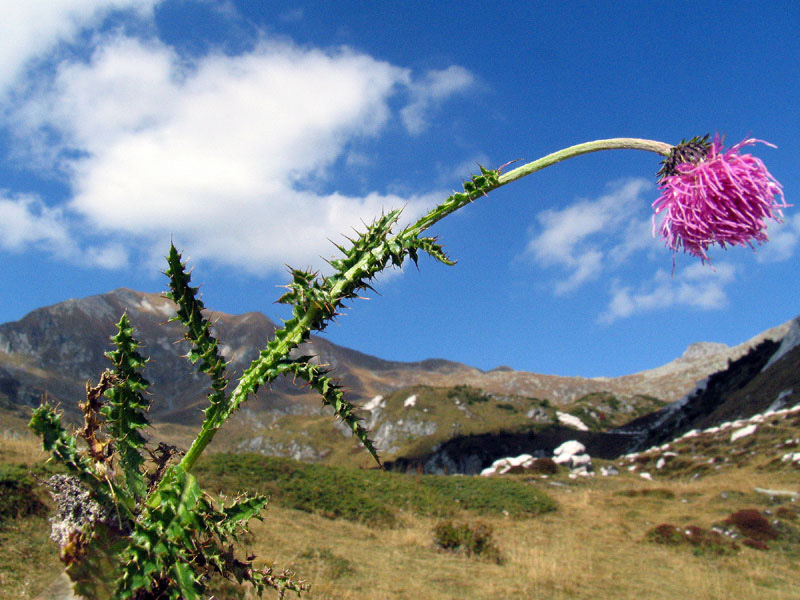 Carduus deflorato L. subsp. tridentinus (Evers) Ladurner